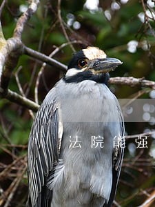 法院能强压离吗 法院能强压离吗