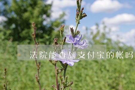 法院能查到支付宝的帐吗 法院能查到支付宝的帐吗