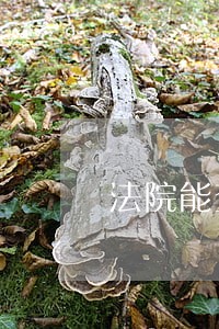法院能查封黄女儿名下房产吗