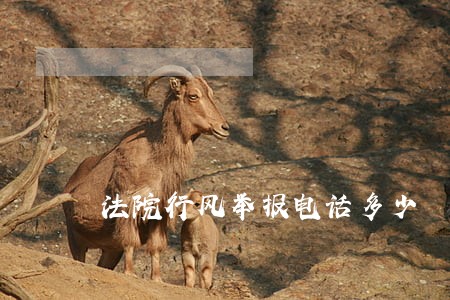 法院行风举报电话多少 法院行风举报电话多少