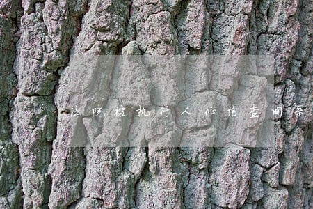 法院被执行人征信查询系统 法院被执行人征信查询系统