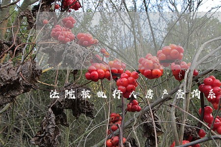 法院被执行人房产查询系统 法院被执行人房产查询系统
