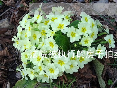 法院被执行的房子拍卖几拍 法院被执行的房子拍卖几拍