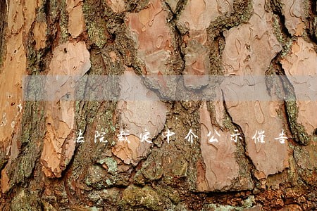 法院裁定中介公示催告