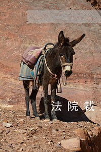 法院裁定如何上诉 法院裁定如何上诉