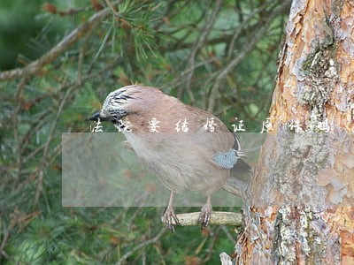 法院要结婚证原件吗