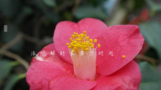 法院解封在多少时间 法院解封在多少时间