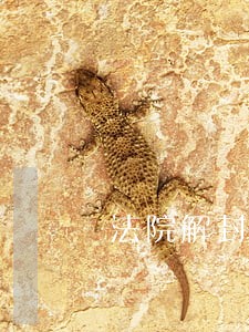 法院解封失信被执行人多久能恢复 法院解封失信被执行人多久能恢复