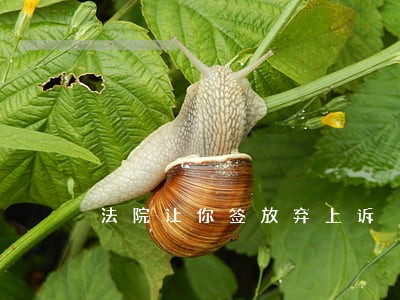 法院让你签放弃上诉 法院让你签放弃上诉