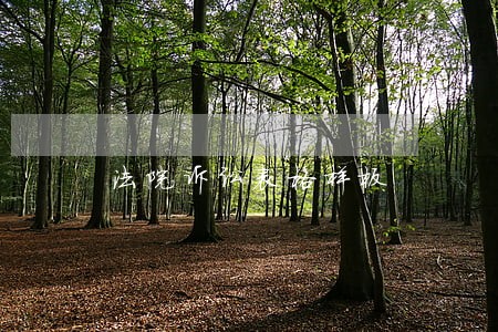 法院诉讼表格样板 法院诉讼表格样板