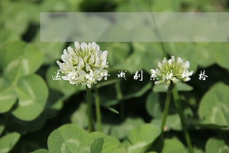 法院语音识别系统价格