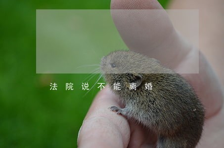 法院说不能离婚 法院说不能离婚