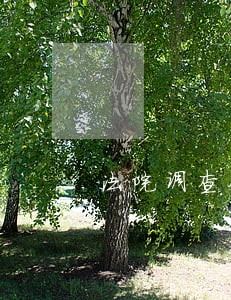 法院调查令的时间 法院调查令的时间