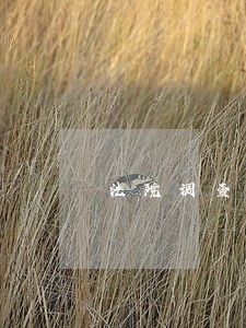 法院调查婚姻登记