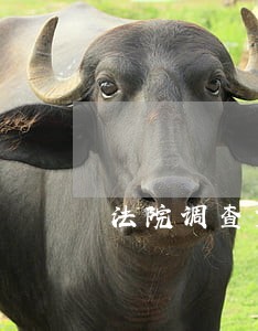 法院调查资金合法需要多久 法院调查资金合法需要多久