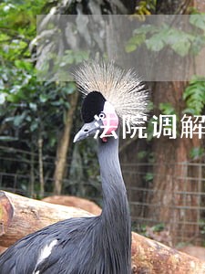 法院调解书上网不 法院调解书上网不