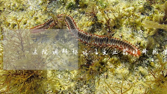 法院调解协议以变压器作价抵债 法院调解协议以变压器作价抵债