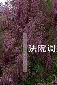 法院调解只还本金几年解封