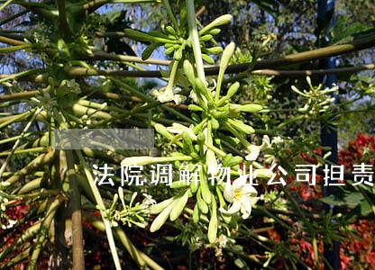 法院调解物业公司担责赔偿 法院调解物业公司担责赔偿
