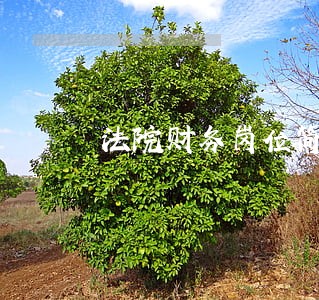 法院财务岗位简介 法院财务岗位简介