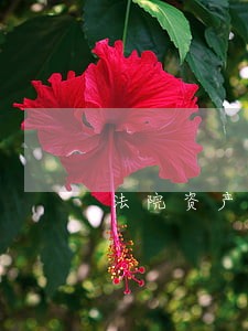 法院资产评估费用谁出 法院资产评估费用谁出