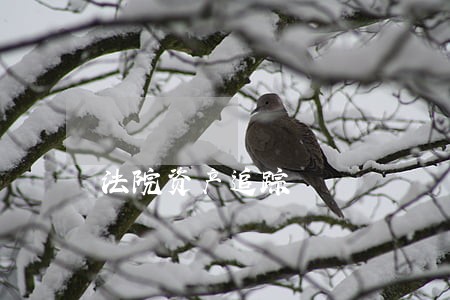 法院资产追踪 法院资产追踪