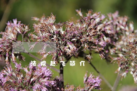 法院赵飞简介