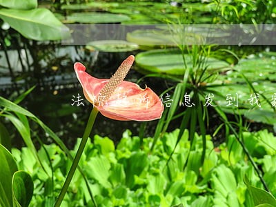 法院起诉信息发到我家人手机里了 法院起诉信息发到我家人手机里了