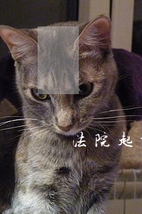 法院起诉案由怎么写 法院起诉案由怎么写