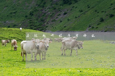 法院起诉程序有什么