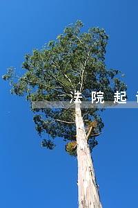 法院起诉能不能出境
