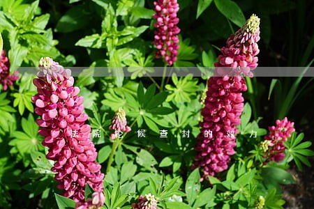 法院轮候查封的效力