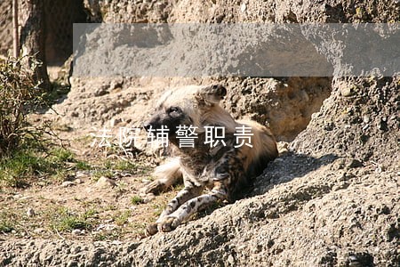 法院辅警职责 法院辅警职责