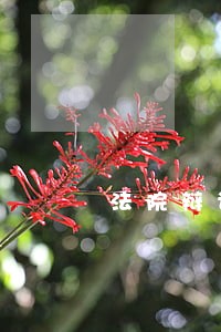 法院辩论前获得购房资格 法院辩论前获得购房资格