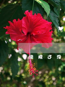 法院还没有定下来 法院还没有定下来