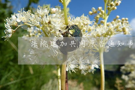 法院追加共同原告通知书模板 法院追加共同原告通知书模板