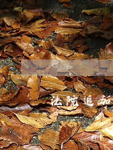 法院追加共同被告分析 法院追加共同被告分析