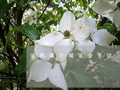 法院退还保证金手续