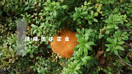 法院送达企业