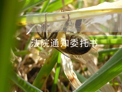 法院通知委托书