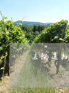 法院通知错了诉讼费