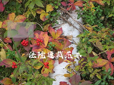法院速裁范本 法院速裁范本