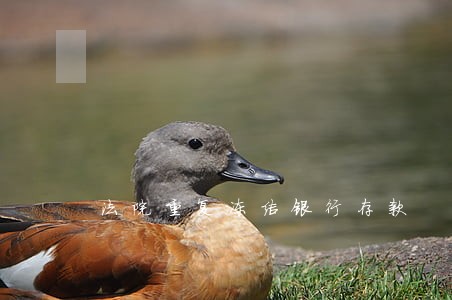法院重复冻结银行存款 法院重复冻结银行存款