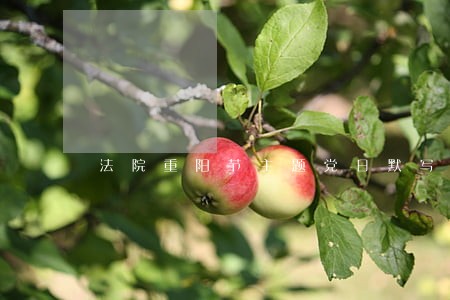 法院重阳节主题党日默写古诗词 法院重阳节主题党日默写古诗词