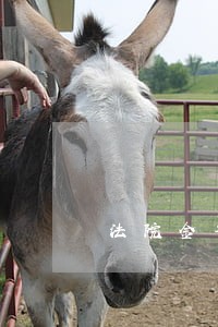 法院金气 法院金气