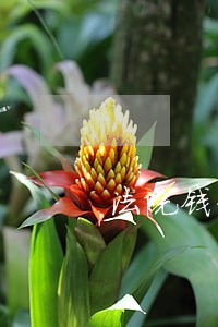 法院钱到账后分配方案制定要多久 法院钱到账后分配方案制定要多久