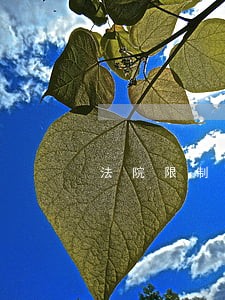 法院限制有可以坐轮船回海口的吗 法院限制有可以坐轮船回海口的吗