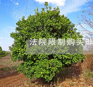 法院限制购买非经营必需车辆 法院限制购买非经营必需车辆