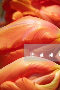 法院随机分案实施办法
