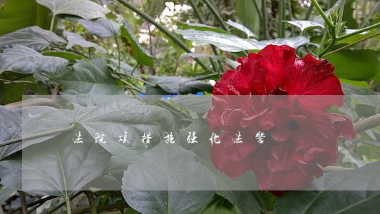法院项措施强化法警
